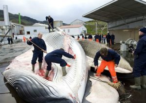 nguyên liệu kỳ lạ làm craft beer, bia thủ công